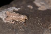 Hoplodrina ambigua