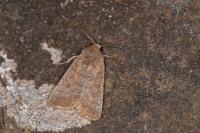 Hoplodrina ambigua
