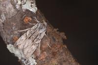 Lithophane leautieri