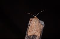 Mesogona acetosellae