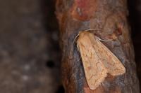Mythimna vitellina