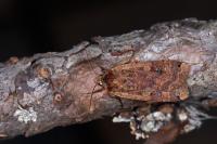 Noctua pronuba