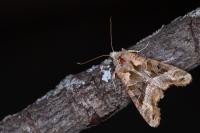 Phlogophora meticulosa