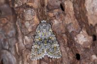 Polymixis xanthomista