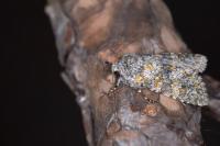 Polymixis xanthomista