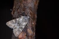 Polymixis xanthomista