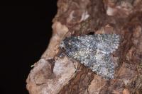 Polymixis xanthomista