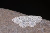 Scopula marginepunctata