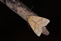 Tiliacea citrago