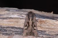Trigonophora jodea