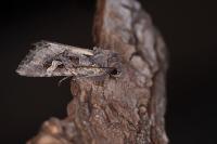 Trigonophora jodea