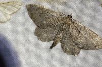 Philereme vetulata