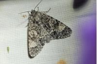 Acronicta megacephala