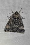 Acronicta megacephala