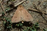 Mythimna ferrago