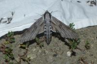 Hyloicus pinastri/maurorum