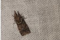 Eudonia angustea