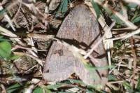 Noctua pronuba