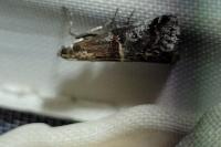 Acrobasis marmorea