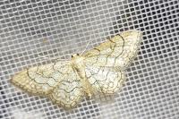 Idaea moniliata