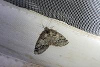 Tephronia lhommaria lhommaria