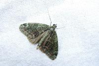 Chloroclysta siterata