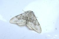 Colostygia aptata