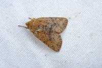 Conistra rubiginea