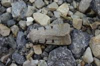 Eugnorisma glareosa
