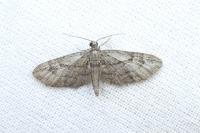 Eupithecia ericeata
