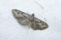Eupithecia ericeata