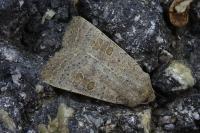 Hoplodrina ambigua