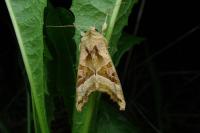 Phlogophora meticulosa