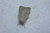 Xestia castanea