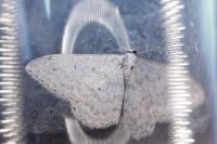Scopula incanata