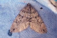 Thera cognata
