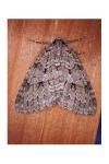 Epirrita autumnata