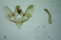 Epirrita autumnata