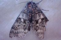 Catocala fraxini
