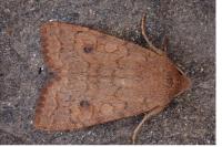 Sunira circellaris