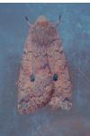 Sunira circellaris
