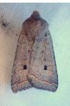 Leptologia lota