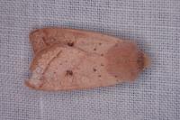 Leptologia macilenta