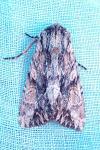 Apamea monoglypha monoglypha