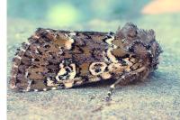 Crypsedra gemmea