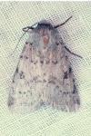 Epipsilia grisescens
