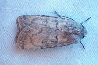 Euxoa decora simulatrix