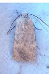 Euxoa decora simulatrix