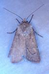 Euxoa decora simulatrix