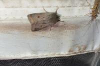 Leptologia lota